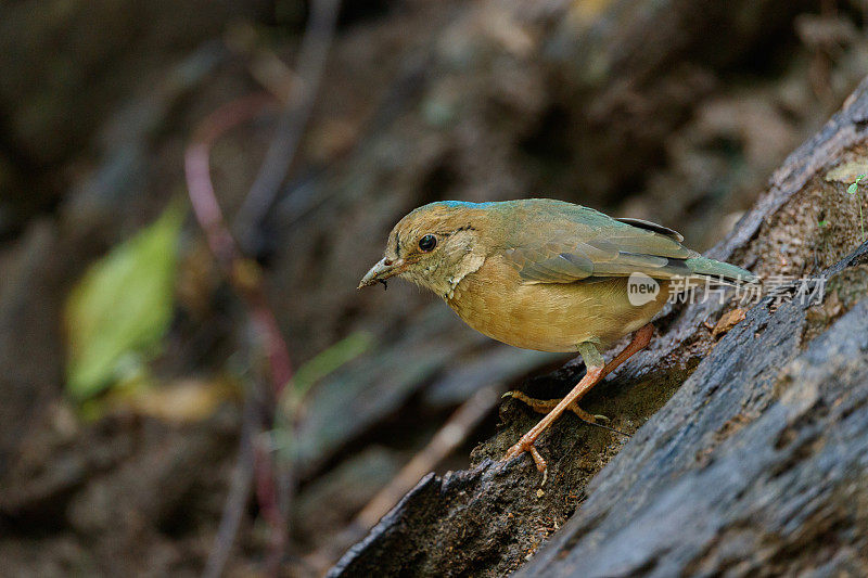 琵塔鸟:成年雄性蓝枕琵塔鸟(nipalhydrornis)。