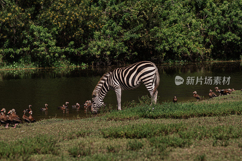 2023年秋天，南佛罗里达州一片绿树环绕的田野里，黑白条纹斑马在吃草和喝水