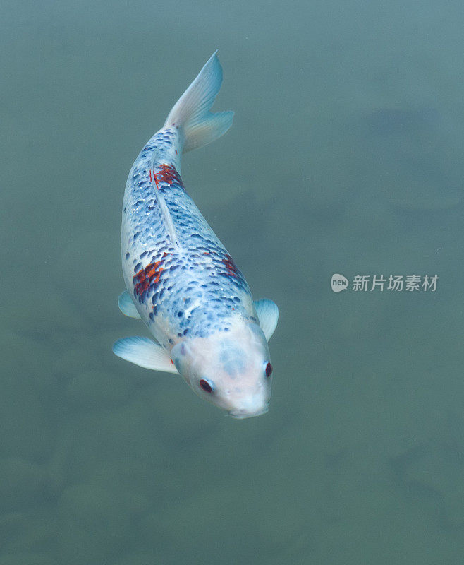 一条蓝色和橘红色斑纹的白色锦鲤，在池塘里的鹅卵石上游来游去。