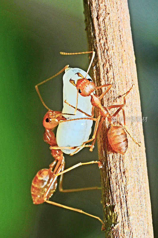 蚂蚁在树枝上携带卵——动物行为。
