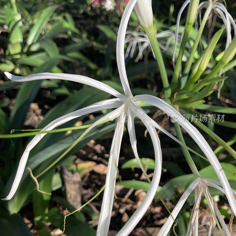 白色热带蜘蛛百合花在花园里