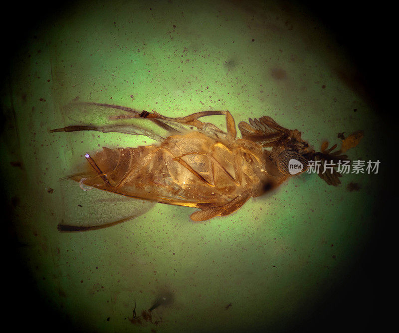 缅甸琥珀的昆虫包涵体，栉蝇科(鞘翅目)