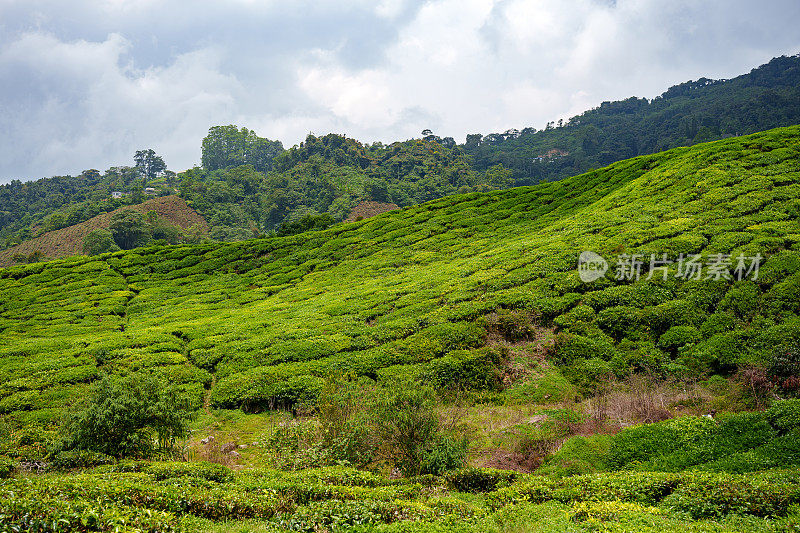 马来西亚金马仑高地的茶园