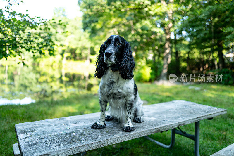 野外繁殖的英国可卡犬