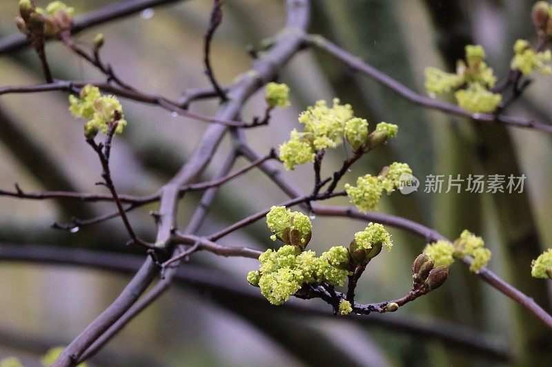 树上萌芽的嫩芽