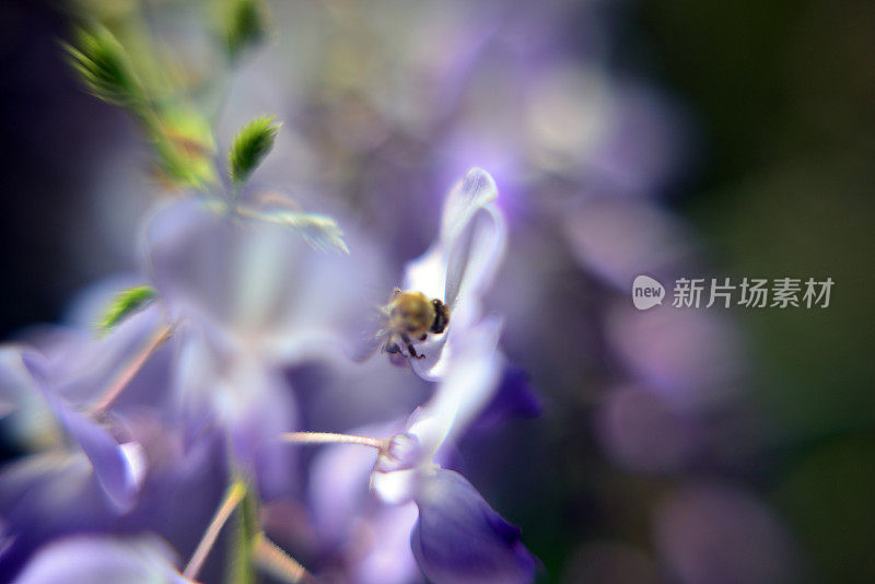 紫藤植物和蜜蜂