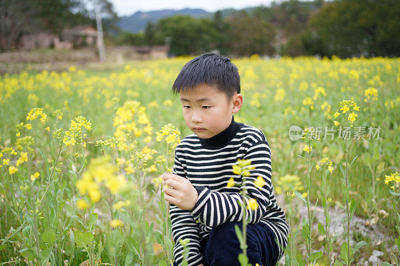 小男孩欣赏油菜花