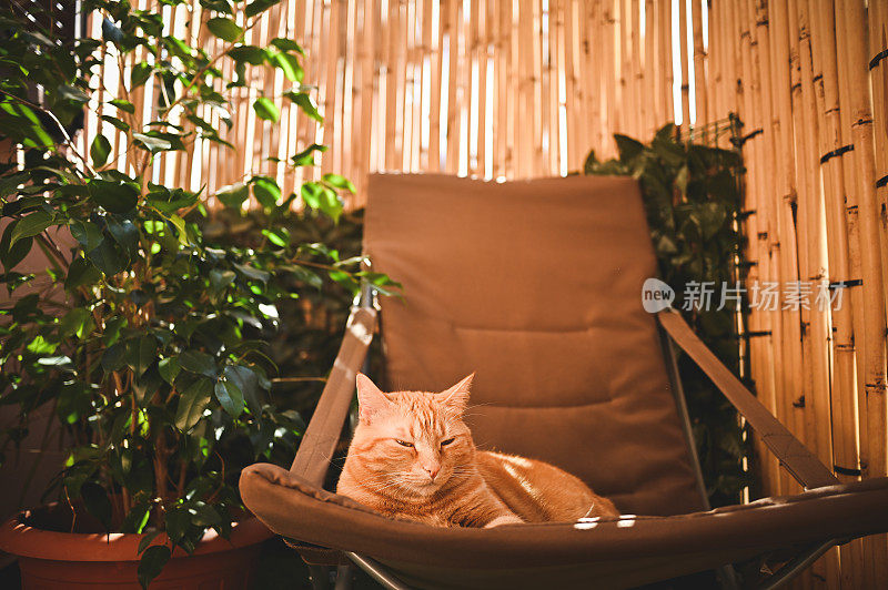 可爱的姜黄色猫睡在露台上的选择休息室。