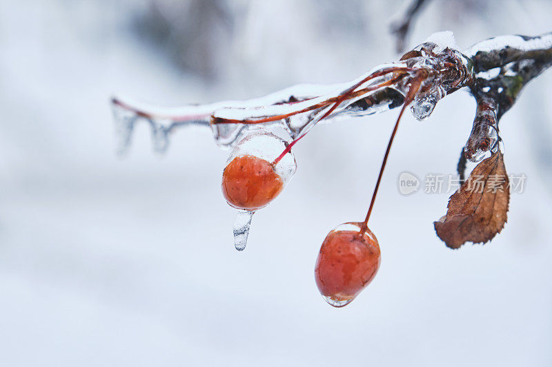 冰浆果。天然冻雨。冰覆盖。碎冰在雪浆果上。