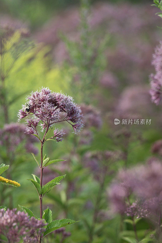 给乔派杂草授粉