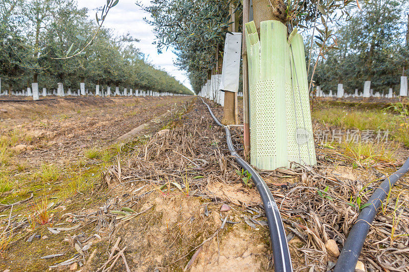 集约化橄榄林的滴灌系统。