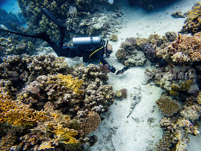 戴着水肺的潜水员拍下了Cociella鳄鱼，鳄鱼平头鱼，与异国情调的鱼类和珊瑚礁的水下场景