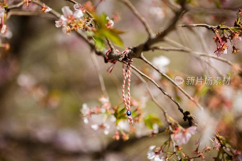 樱花树。