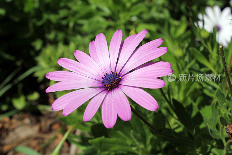 紫色的菊菊花映衬着花园中郁郁葱葱的绿叶