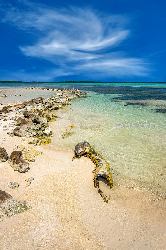 加勒比博内尔海滩上腐朽的原木