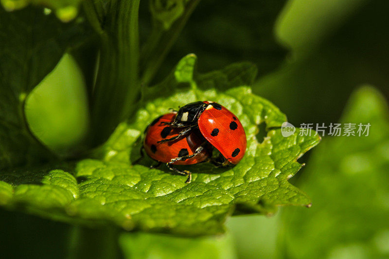 瓢虫的鸟