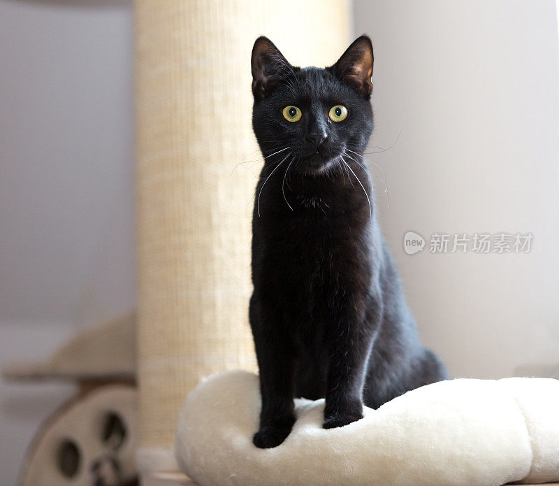 黑猫坐在前面抓挠柱子，对着相机非常好奇