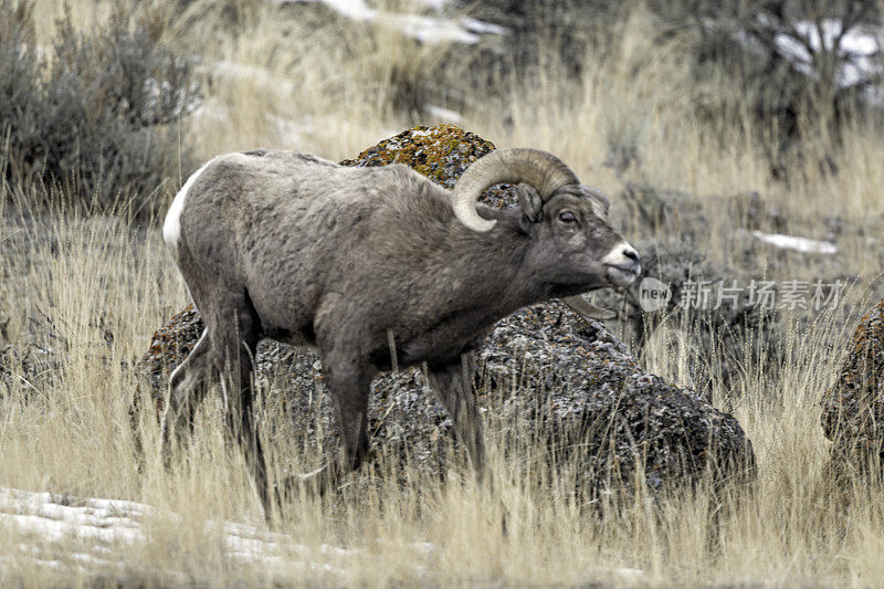附近的大角公羊闻到了雌性的气味