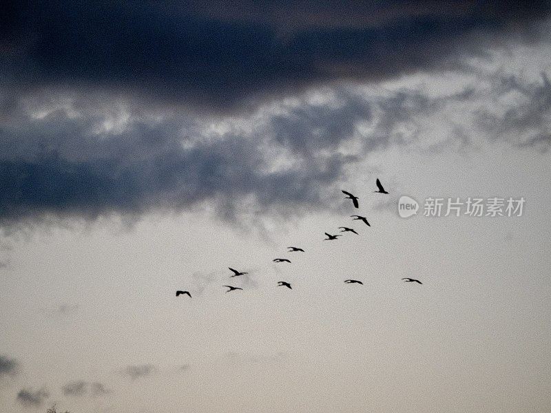 野生朱鹮在飞行