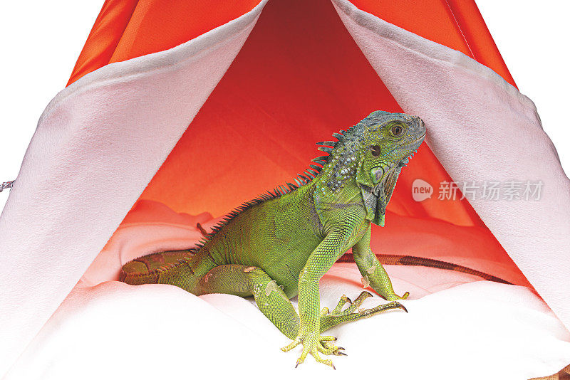绿色鬣蜥在猫帐篷孤立的白色背景