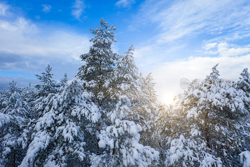 冬天的松林在夕阳下覆盖着厚厚的积雪。