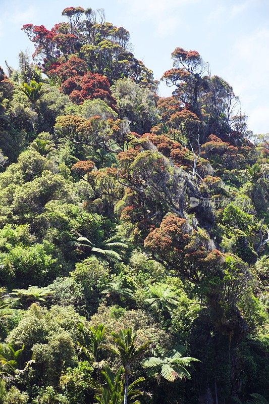 新西兰西海岸原生温带雨林