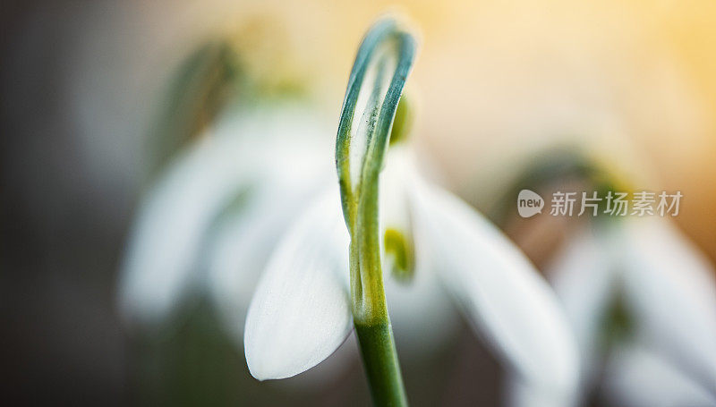 雪花莲