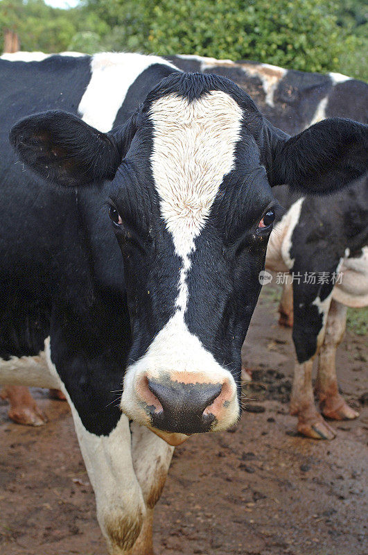 巴西的奶牛场。