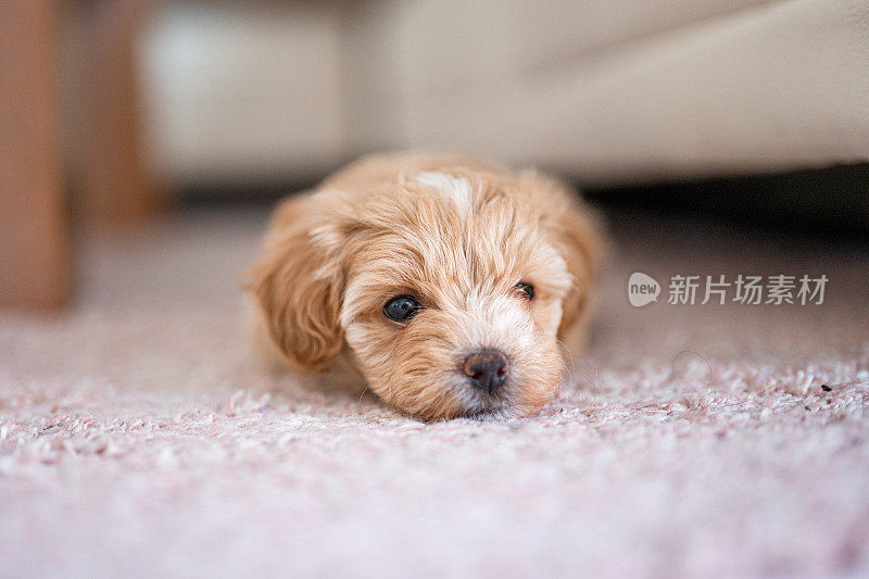 可爱的小狗躺在地毯上
