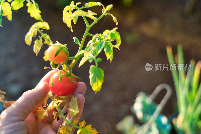 女子手捧着自家种的番茄植物POV