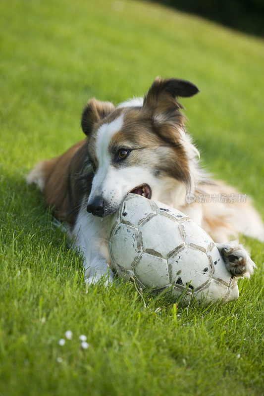 玩足球的威尔士边境牧羊犬