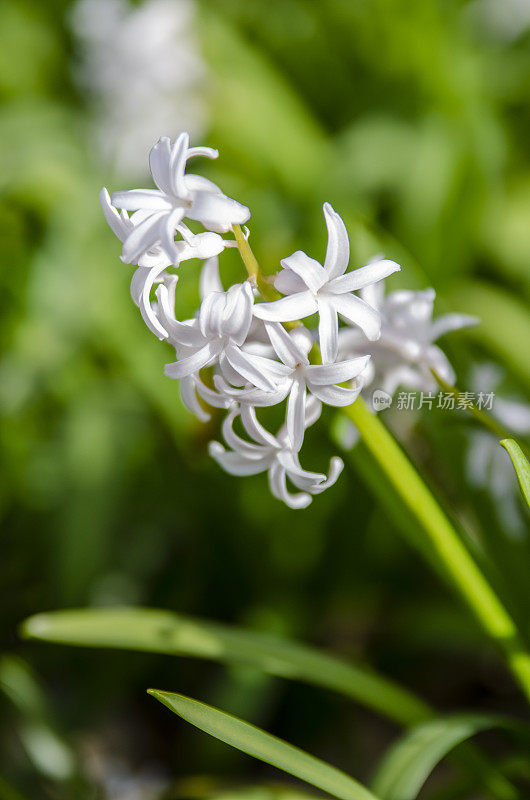 早春百花盛开