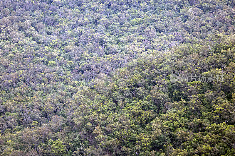 桉树森林的高角度视图，背景与复制空间