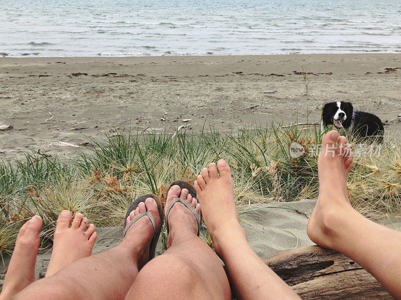 通过脚到海滩上的狗的观点