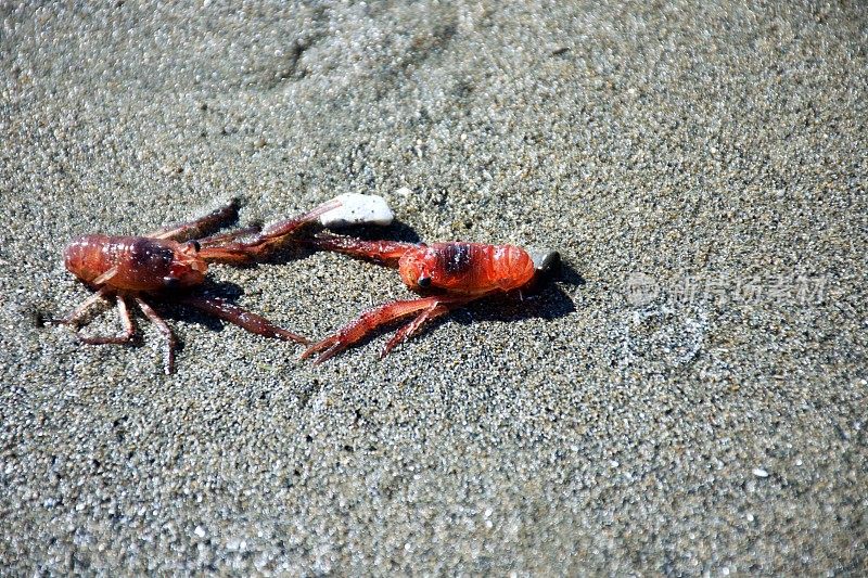 龙虾磷虾被冲上海滩
