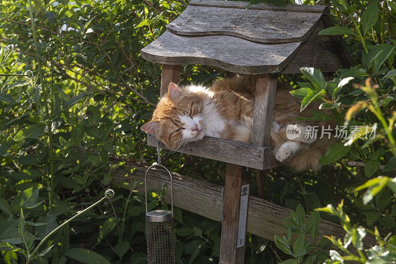 猫在鸟桌上