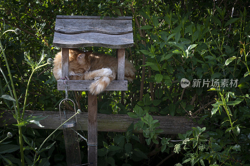 猫在鸟桌上