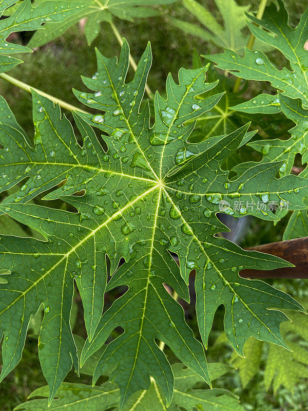 雨后的木瓜叶