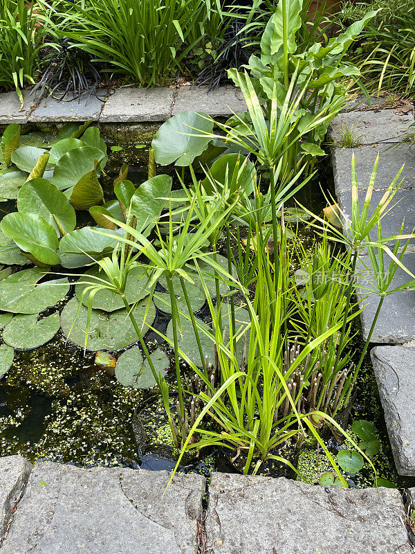 矩形花园池塘的特写图像与方形庭院铺路板，水面覆盖着睡莲和浮萍，伞边缘植物