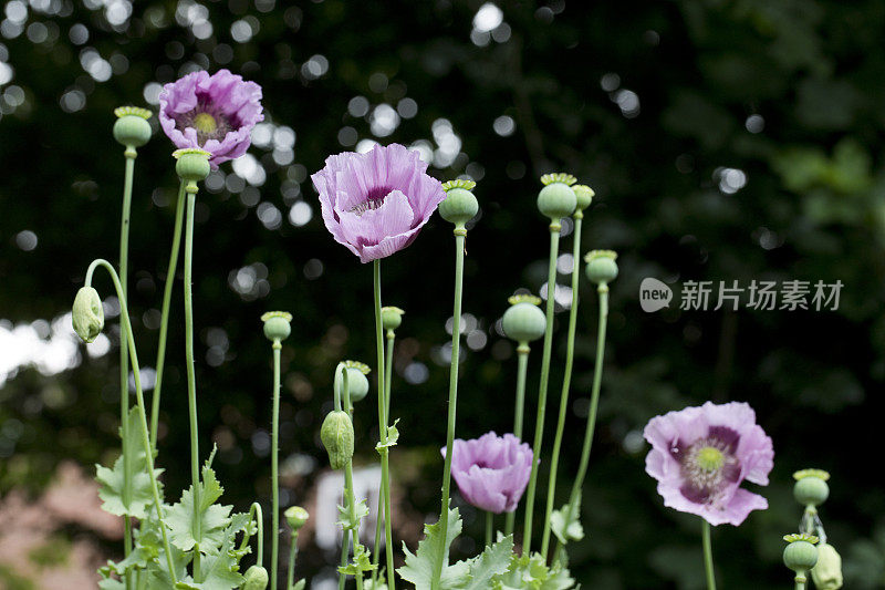 罂粟，罂粟科的开花植物