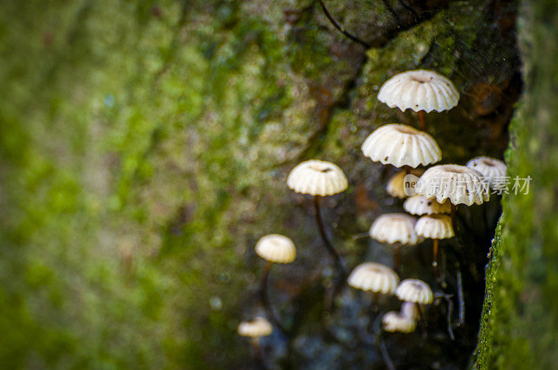 小蘑菇在Yedigöller国家公园上午时间-博鲁省，土耳其