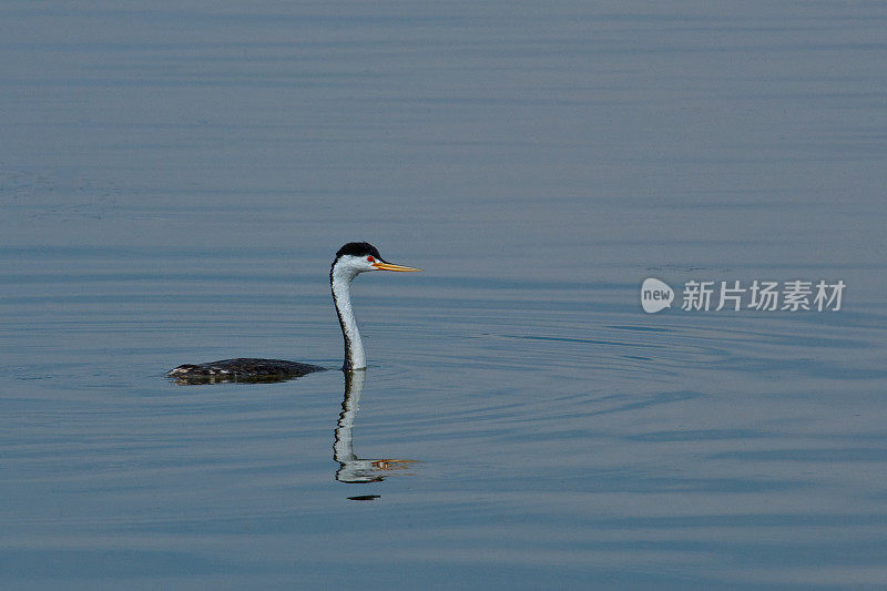 西方水鸟游泳