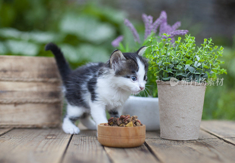 小猫在后院的碗里吃东西