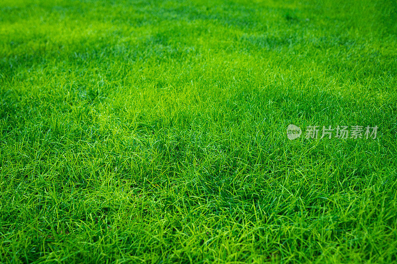照片上绿草如茵的草地