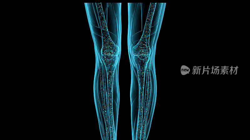 女性人体的可视化3D模型，以及使用现代数字x光设备的x光人体骨骼。x光片中女性腿部特写。