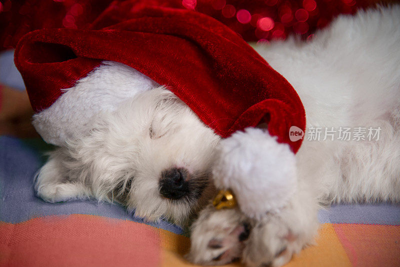 戴着圣诞老人帽子睡觉的马耳他小狗