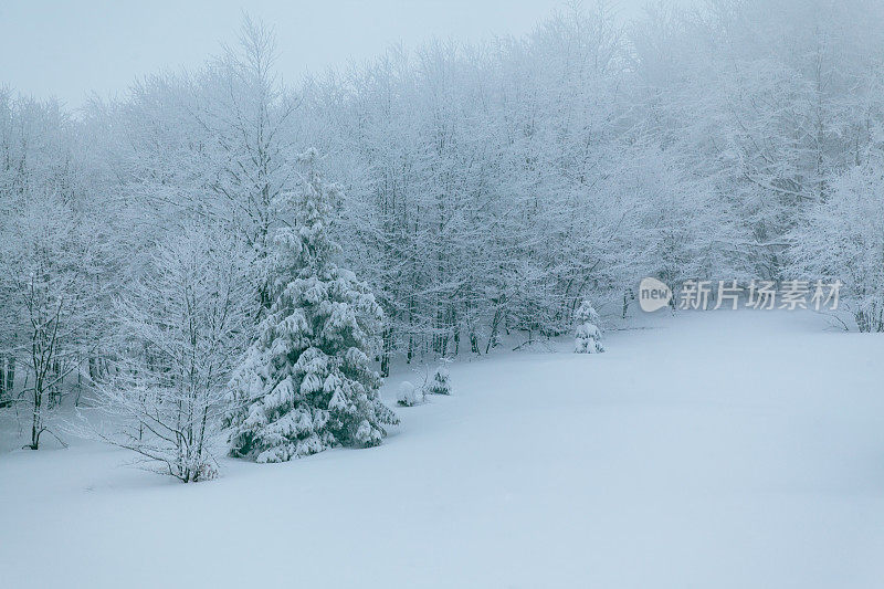 冬天的风景在雾与雪和树枝覆盖着白霜和冰冻的雪。高质量的照片