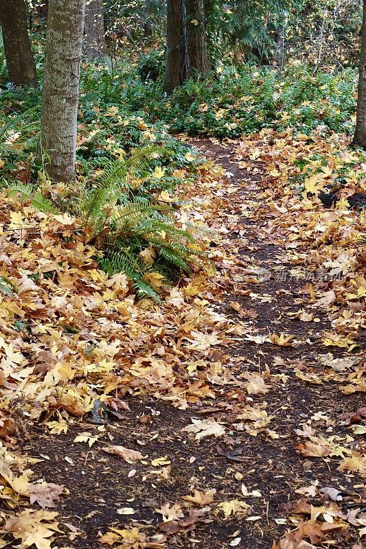 落叶覆盖的小路
