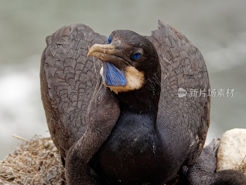 勃兰特鸬鹚