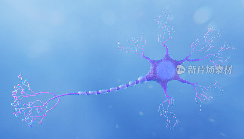 人类神经元细胞。3D插图